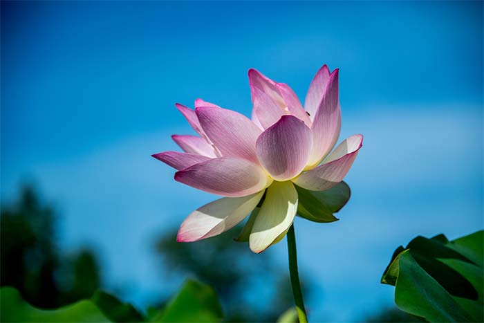 12 گل نماد دلتنگی، تنهایی، عشق، جدایی و امید (با عکس)